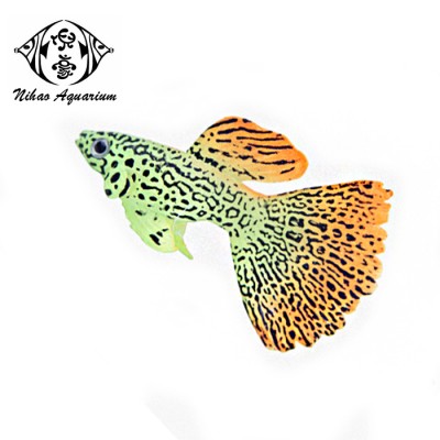 Wholesale guppy fish simulation decorations for tropical fish aquarium tank