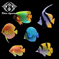 Aquarium tank fake betta fish guppy marine fish decoration floating accessories